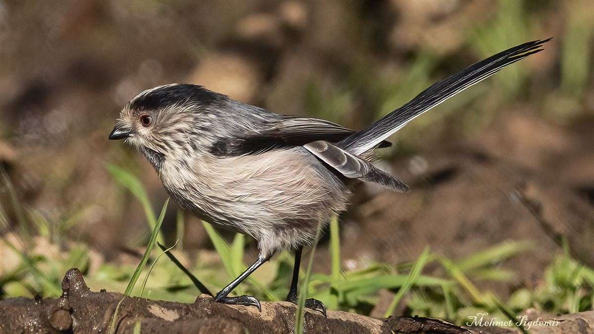 Long-tailed Tit