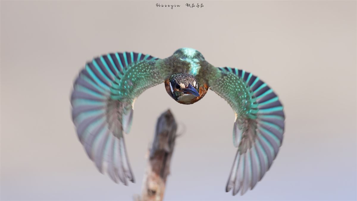 Common Kingfisher