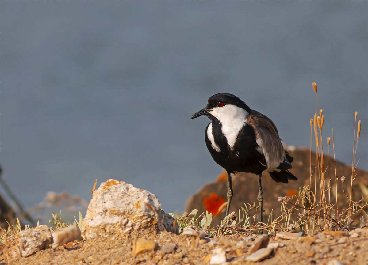 Spur-winged Lapwing