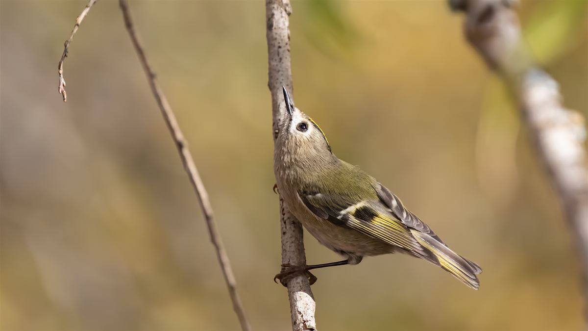 Goldcrest