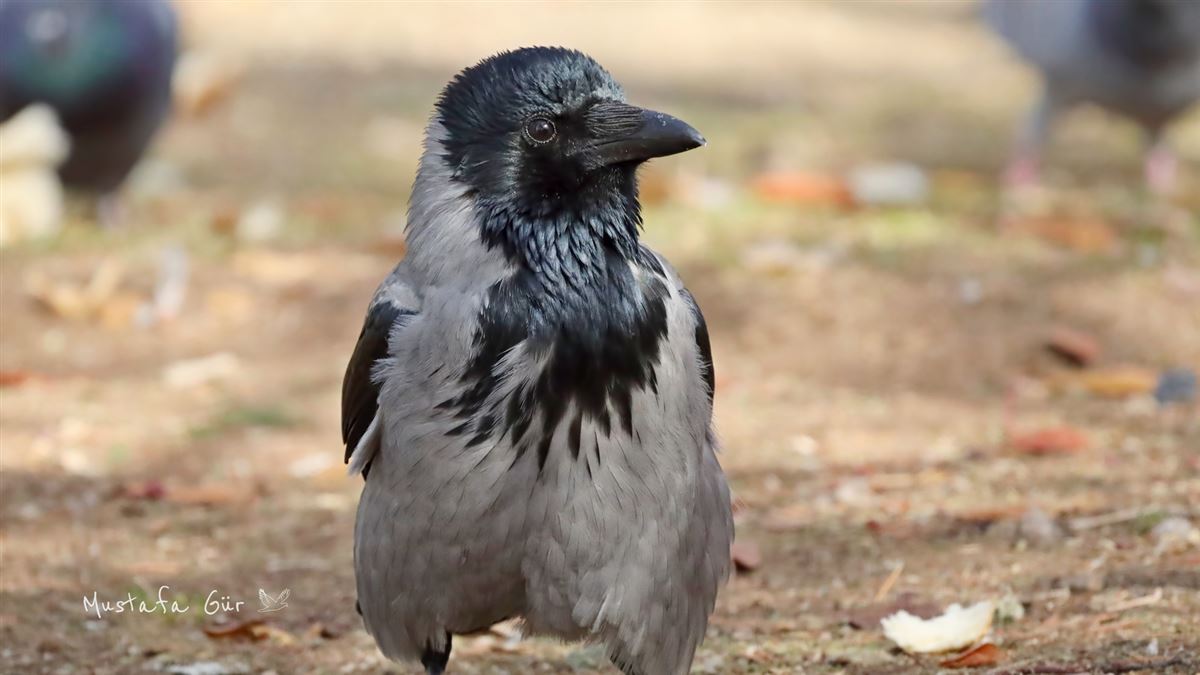 Hooded Crow