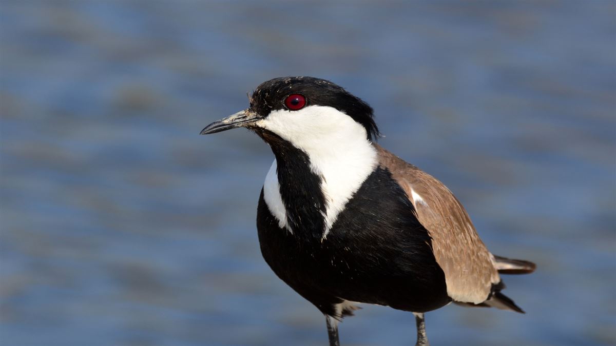 Spur-winged Lapwing
