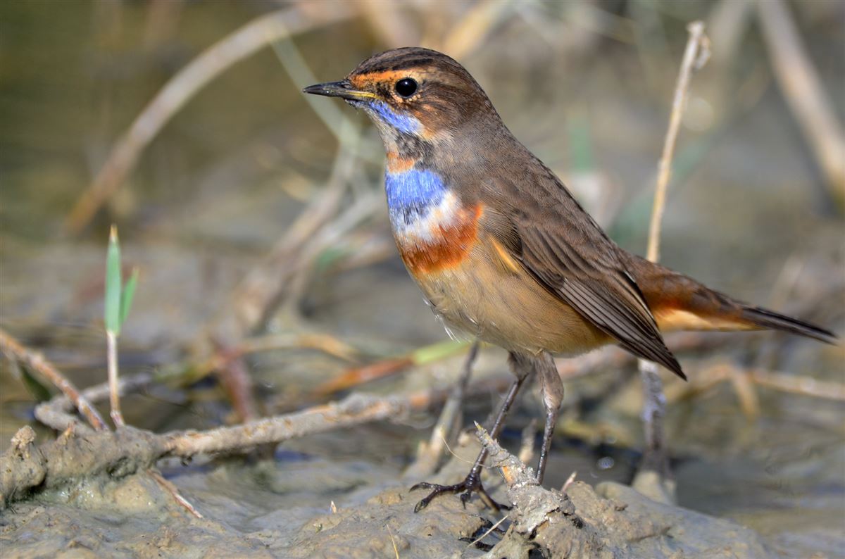 Bluethroat