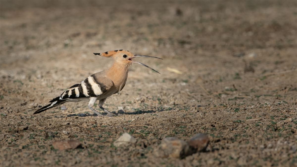 Eurasian Hoopoe