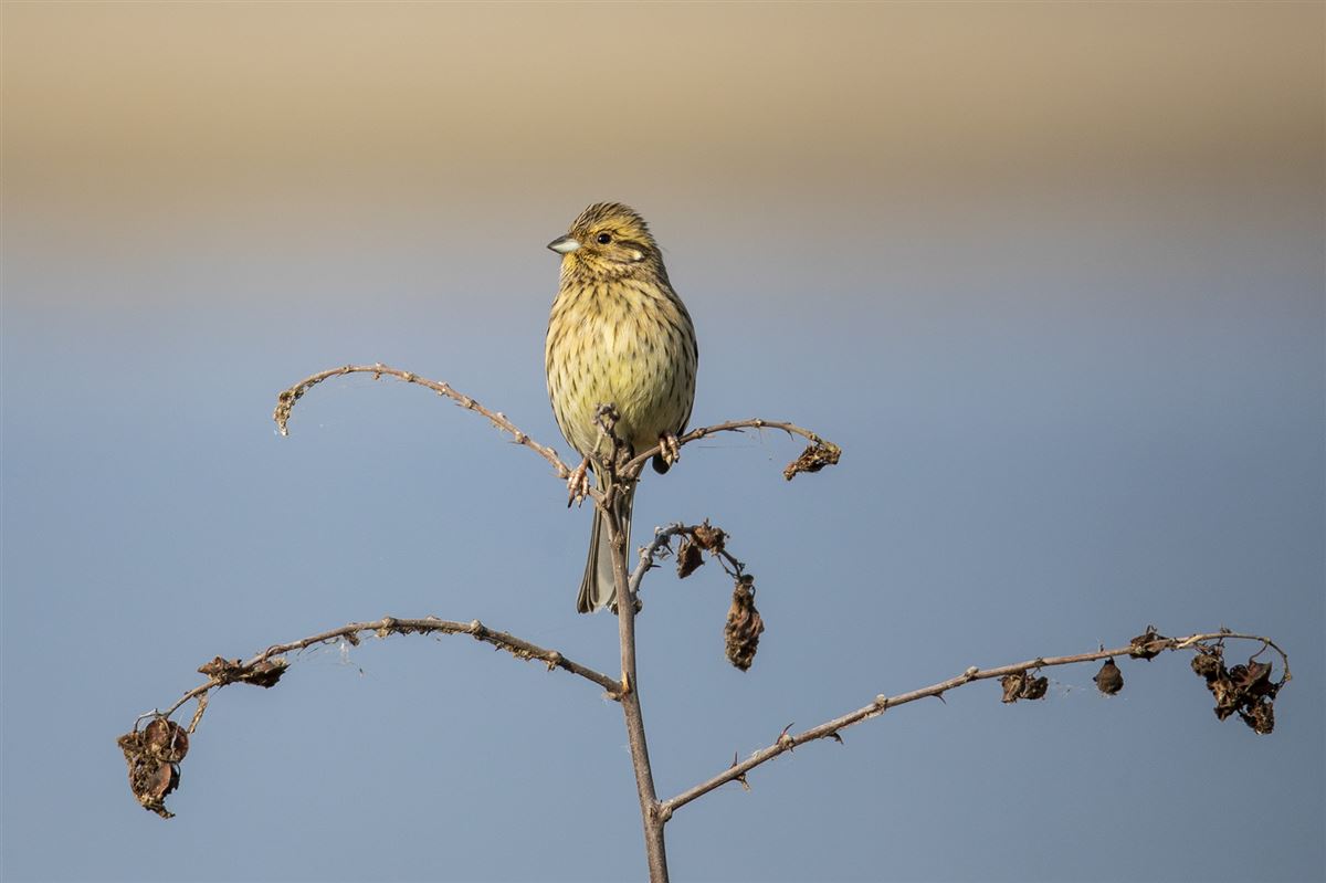 Cirl Bunting