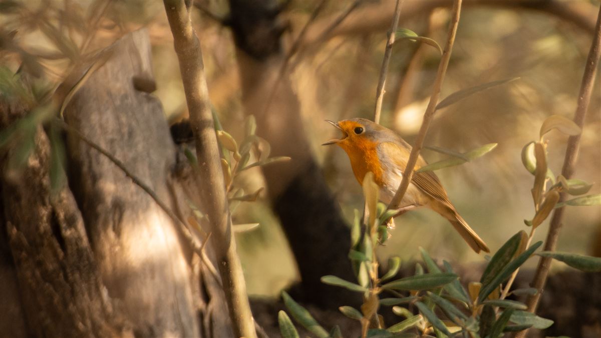 European Robin
