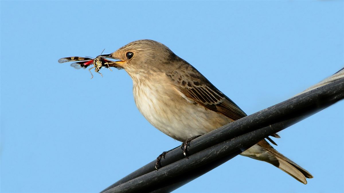 Spotted Flycatcher