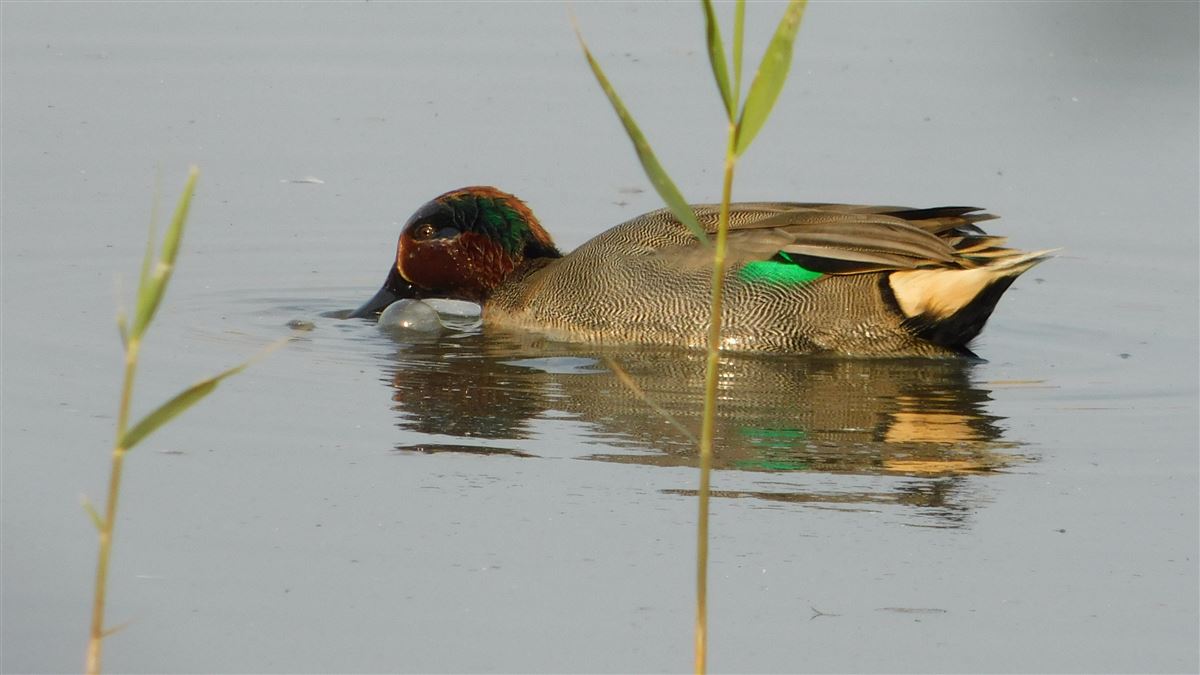Eurasian Teal