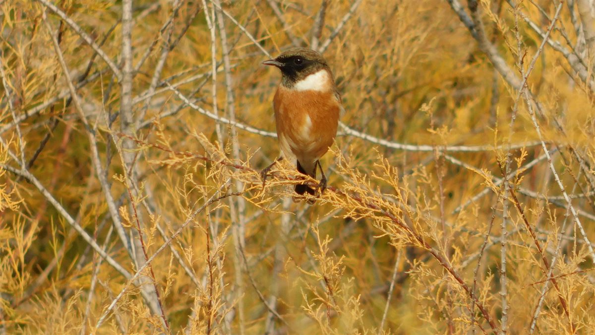 European Stonechat