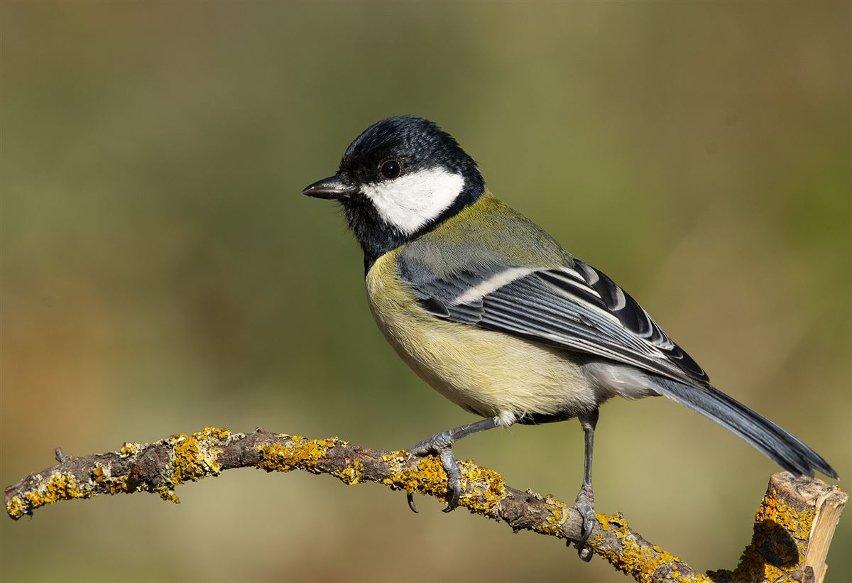 Great Tit