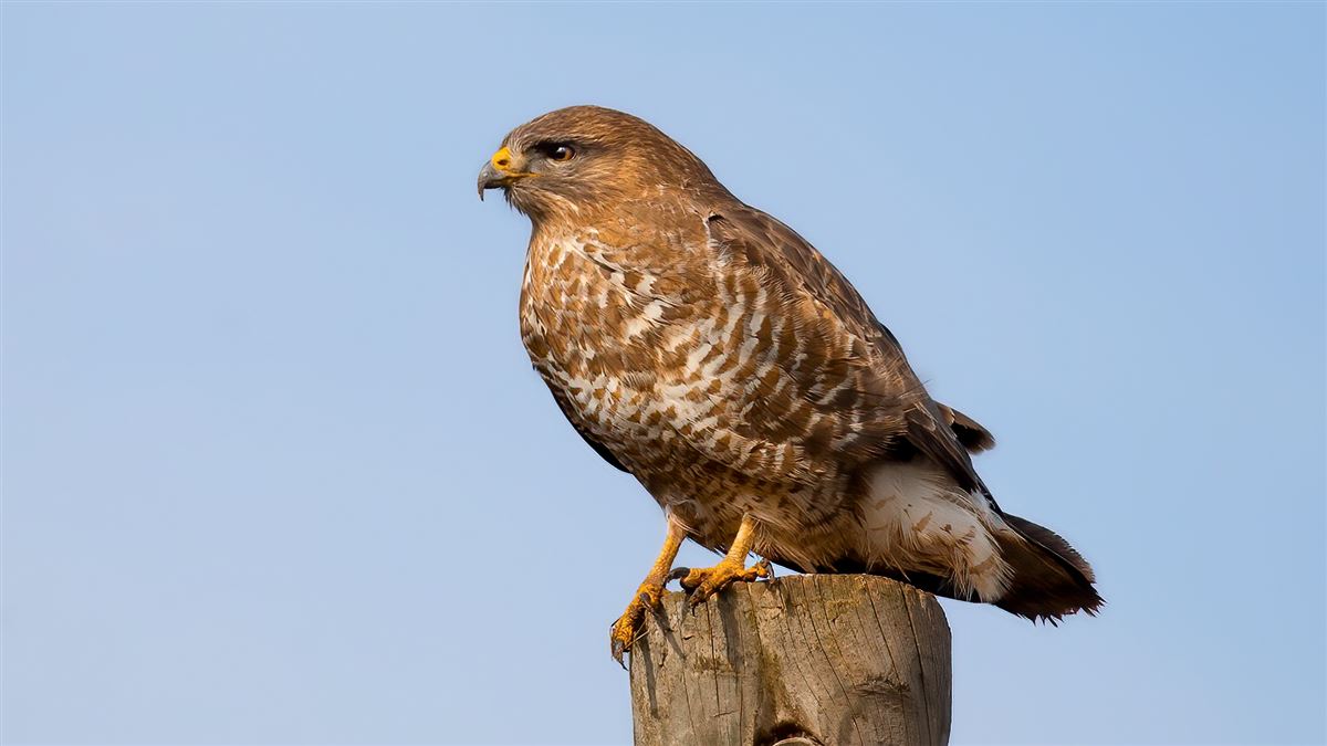 Common Buzzard