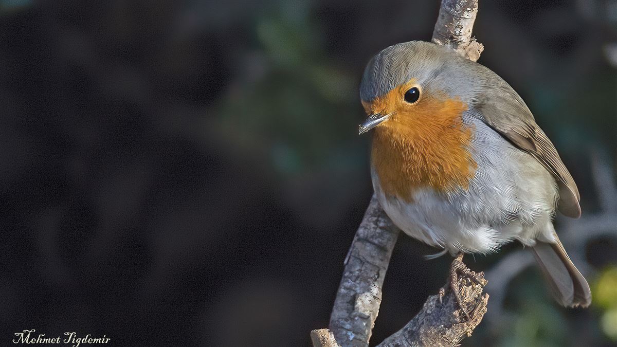 European Robin