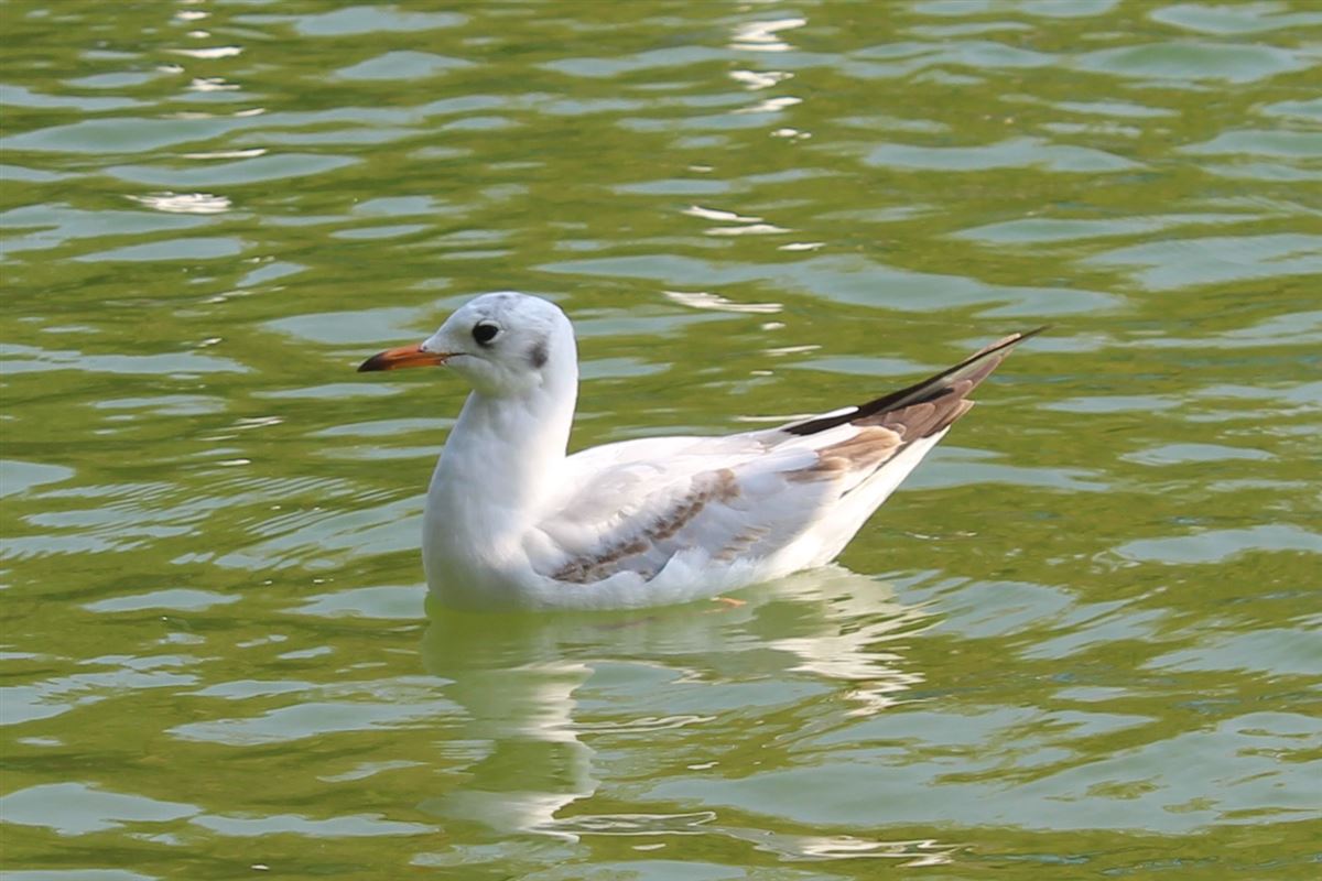 Black-headed Gull