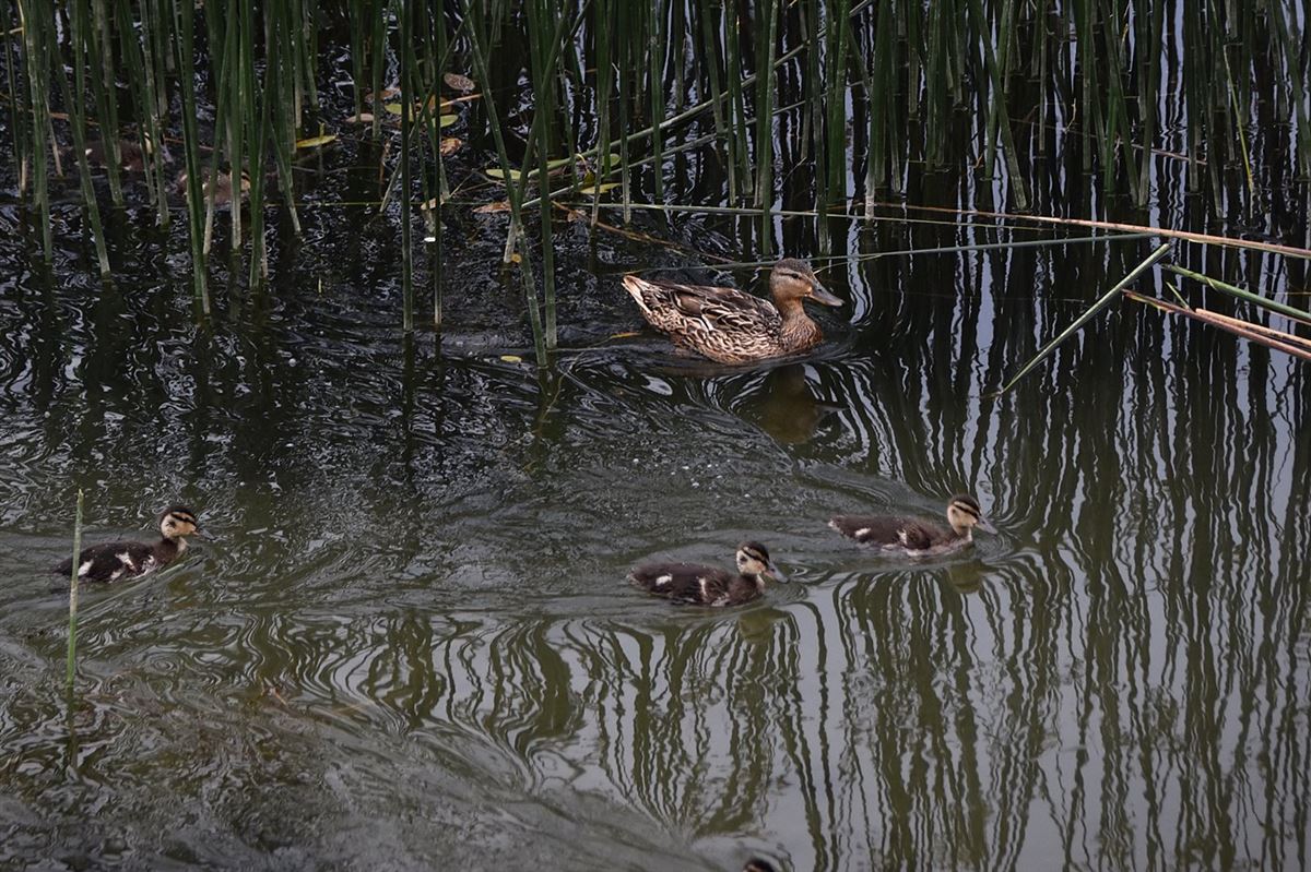 Mallard