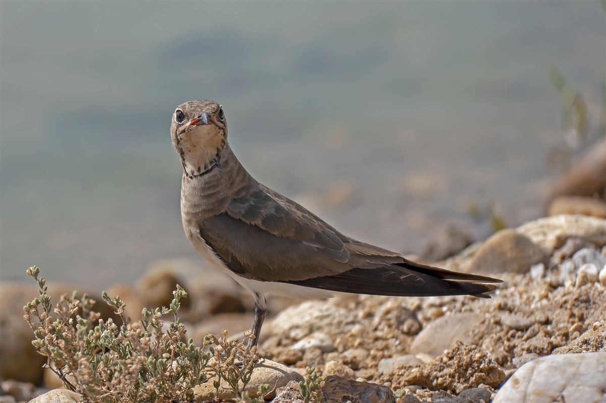 Collared Pratincole
