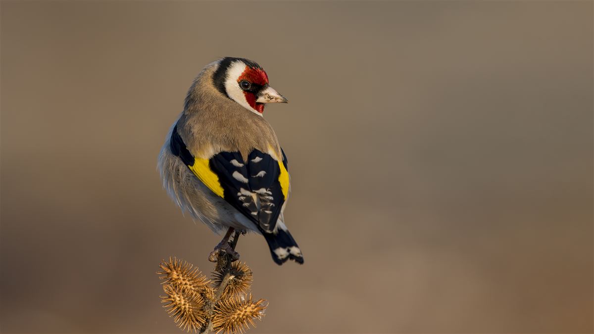 European Goldfinch