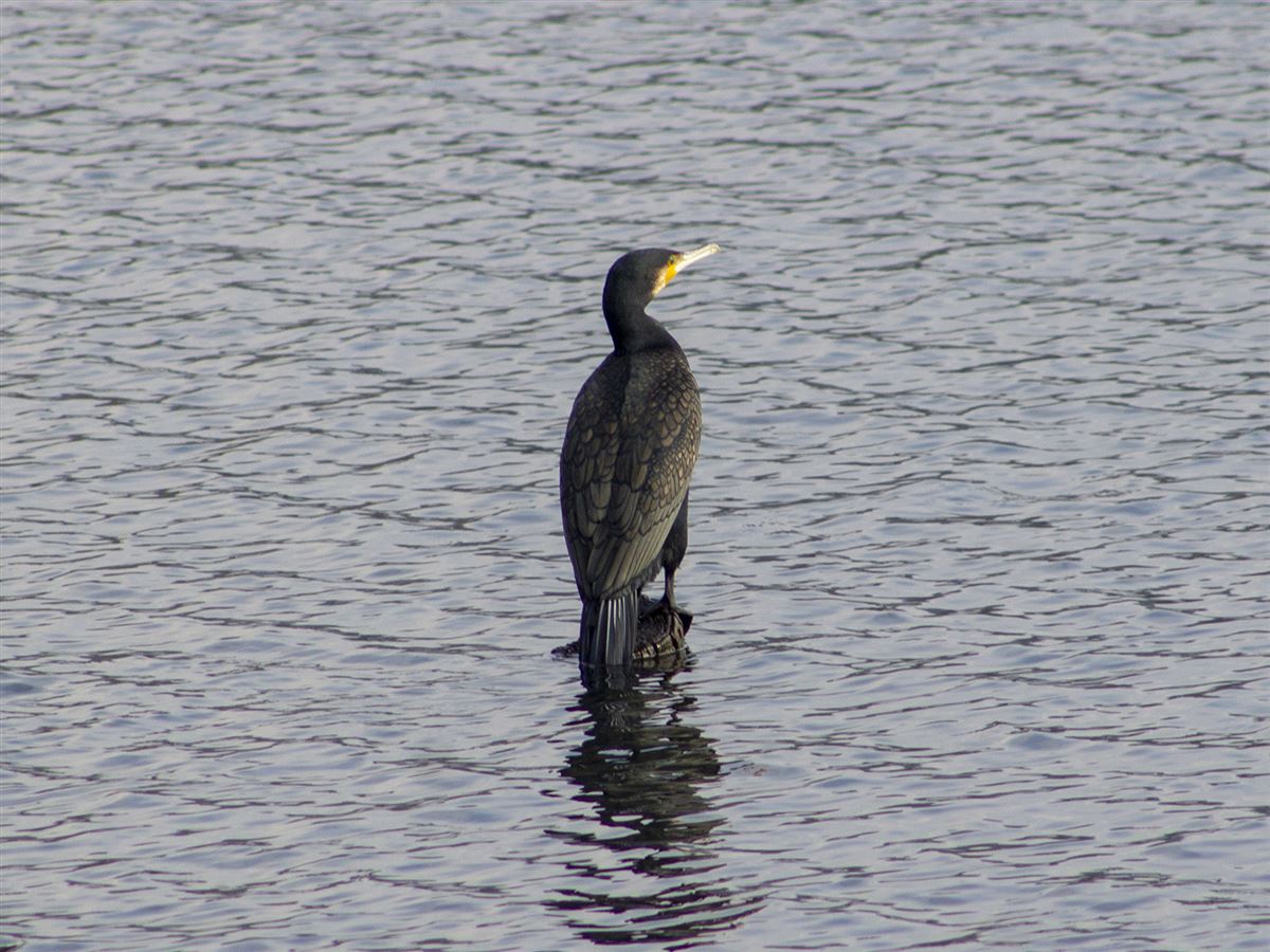 Great Cormorant