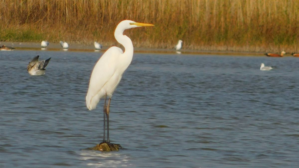 Great Egret