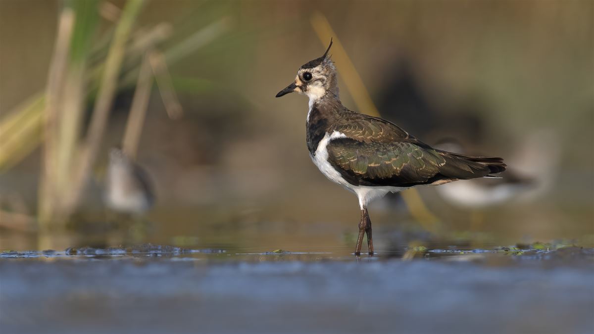 Northern Lapwing