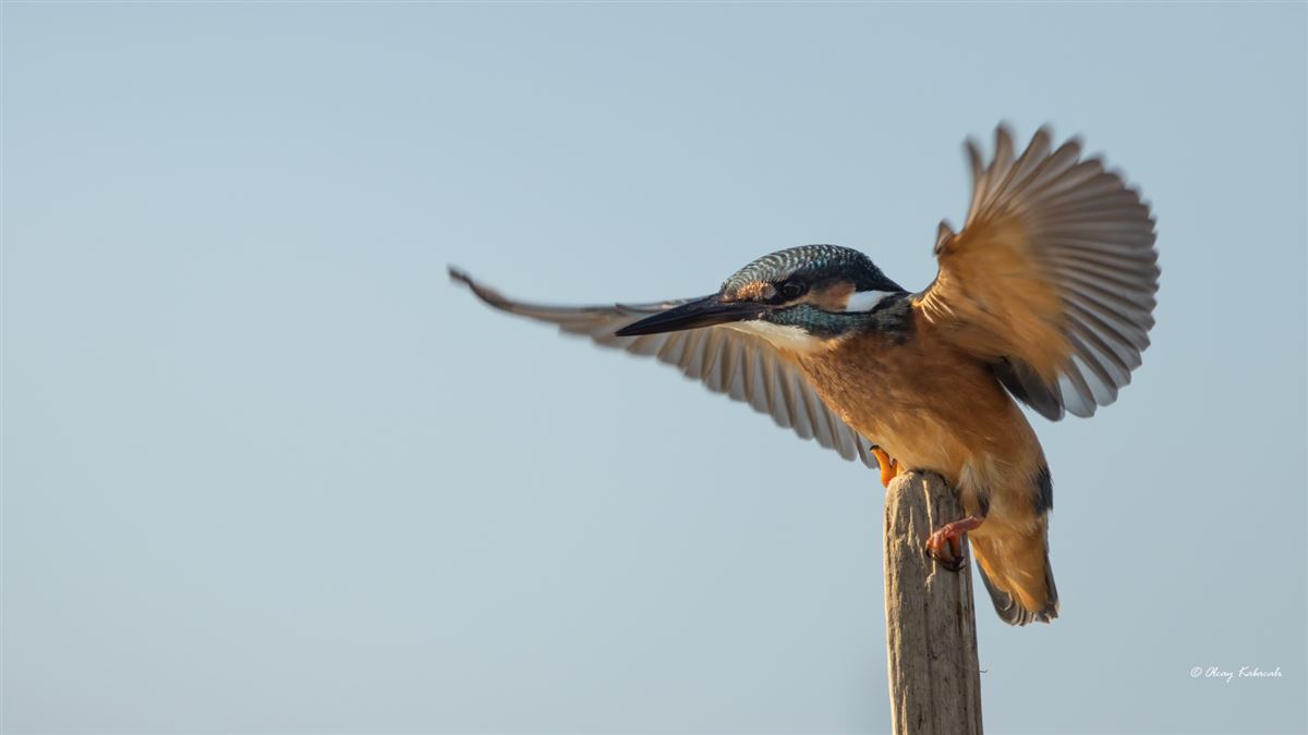 Common Kingfisher