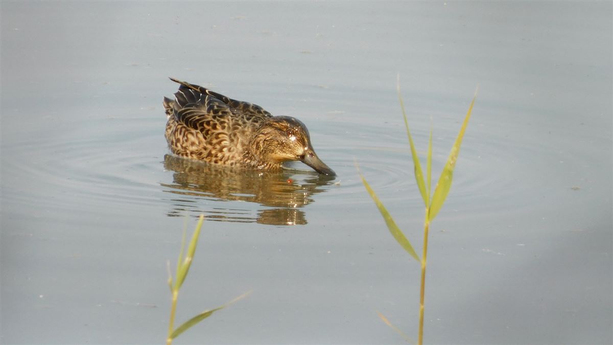 Eurasian Teal