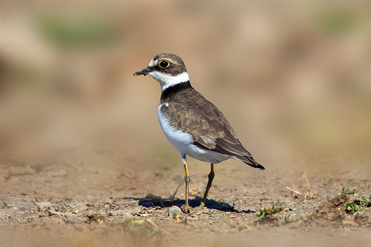 Little Ringed Plover