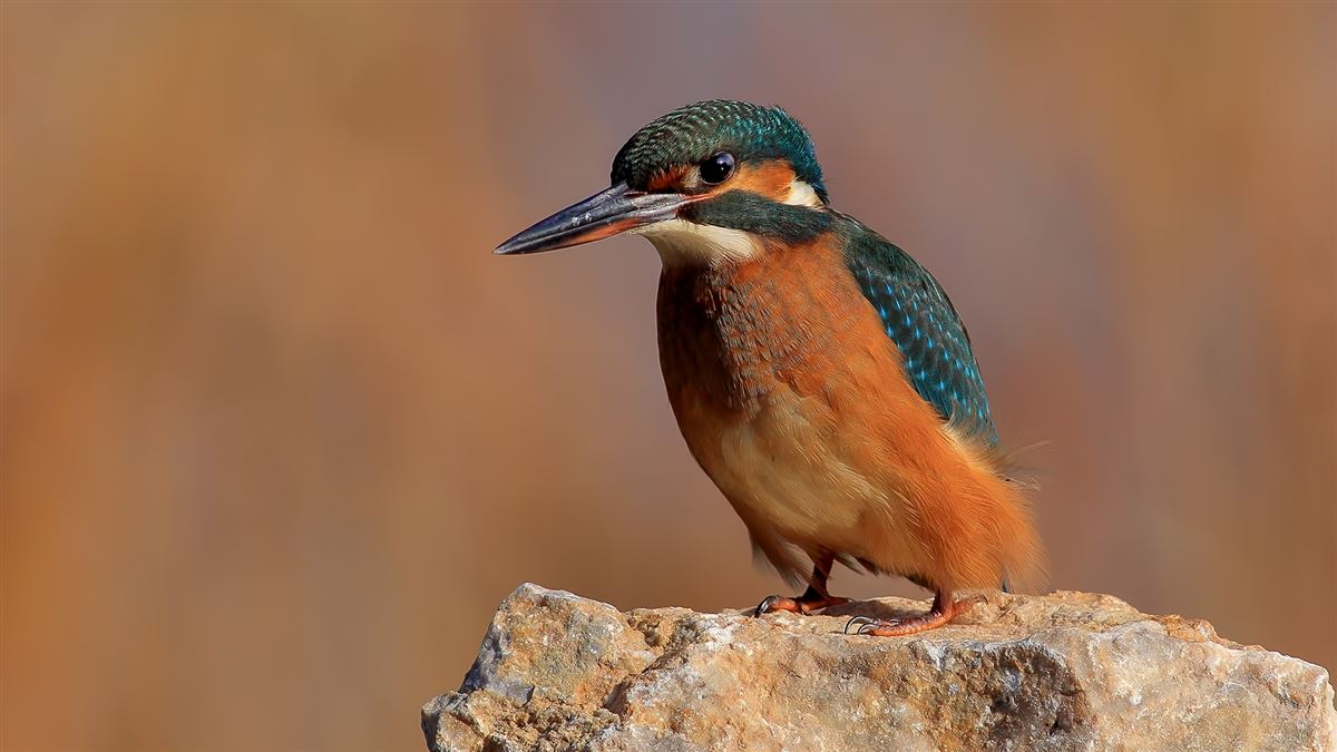 Common Kingfisher