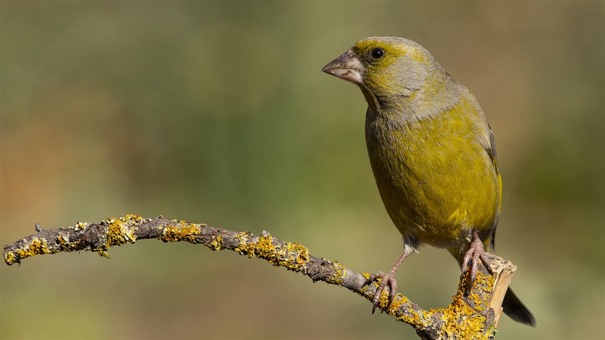 European Greenfinch
