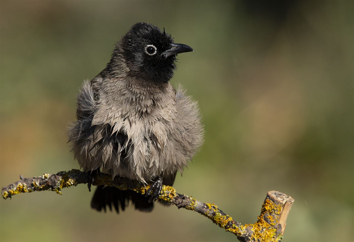 White-spectacled Bulbul