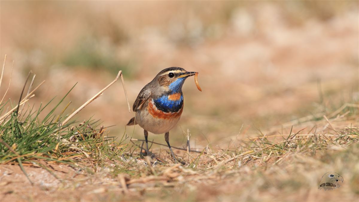 Bluethroat