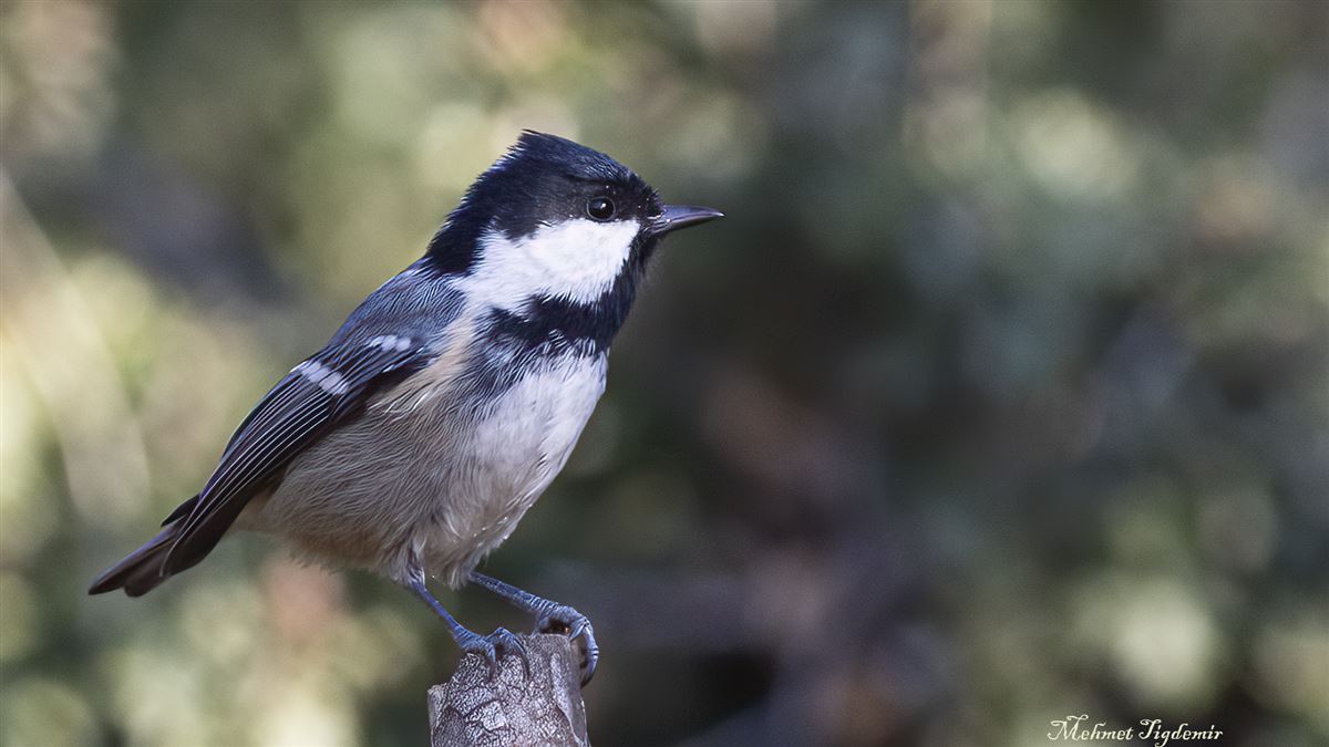 Coal Tit