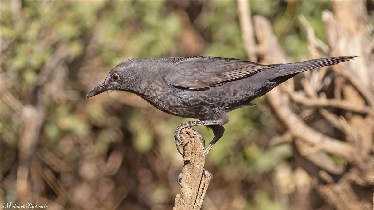Common Blackbird