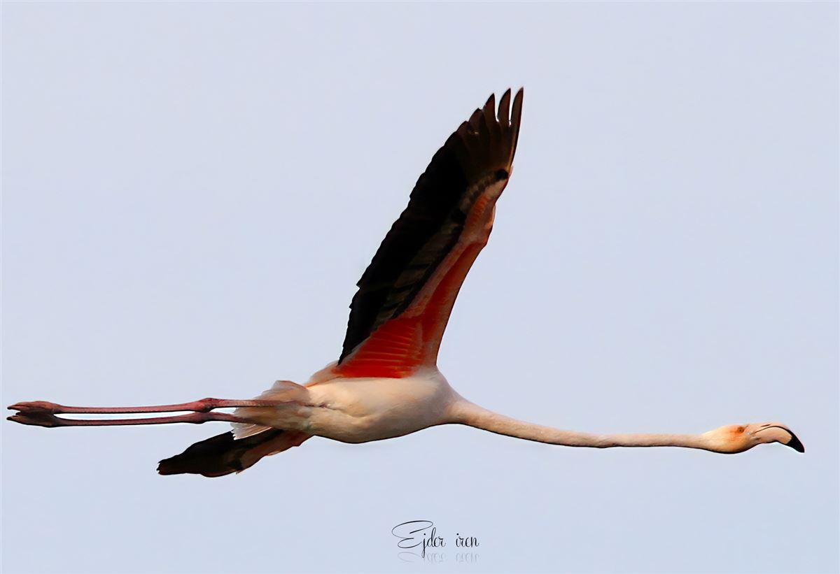 Greater Flamingo