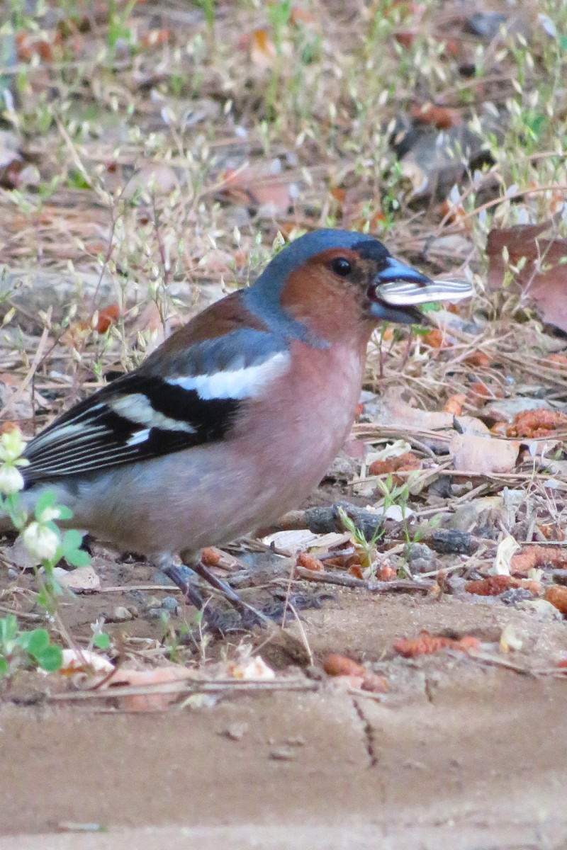 Common Chaffinch