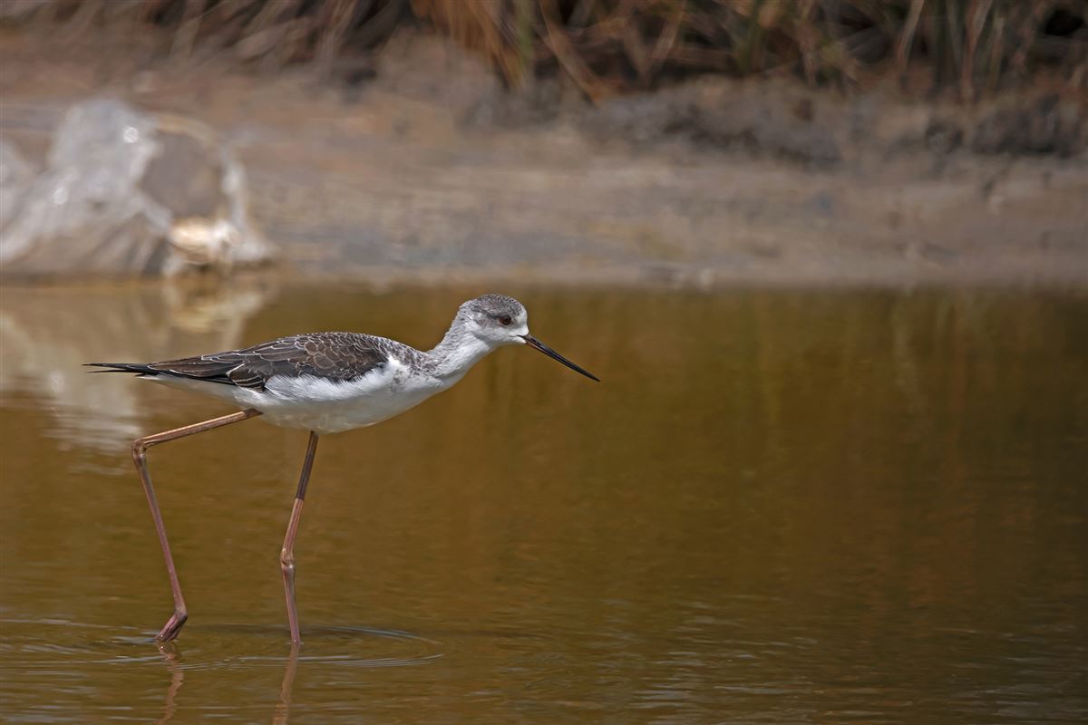 Black-winged Stilt