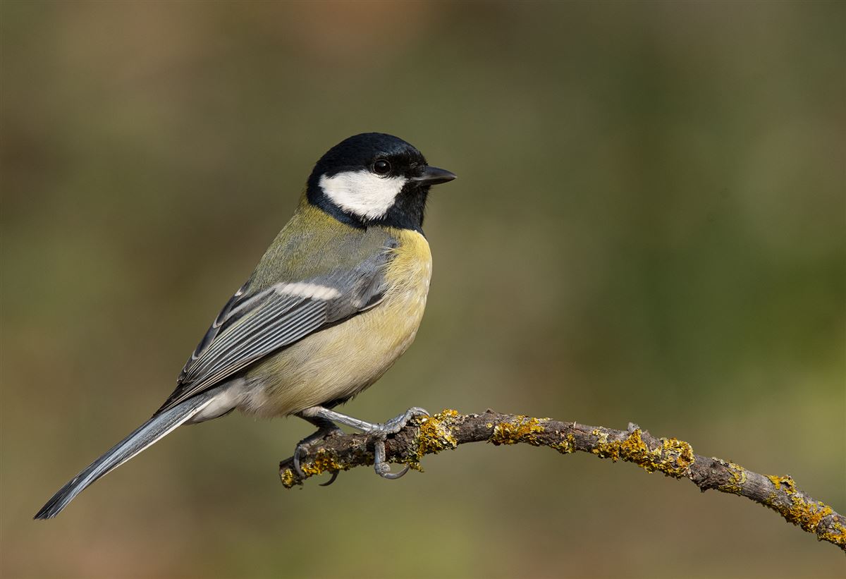 Great Tit