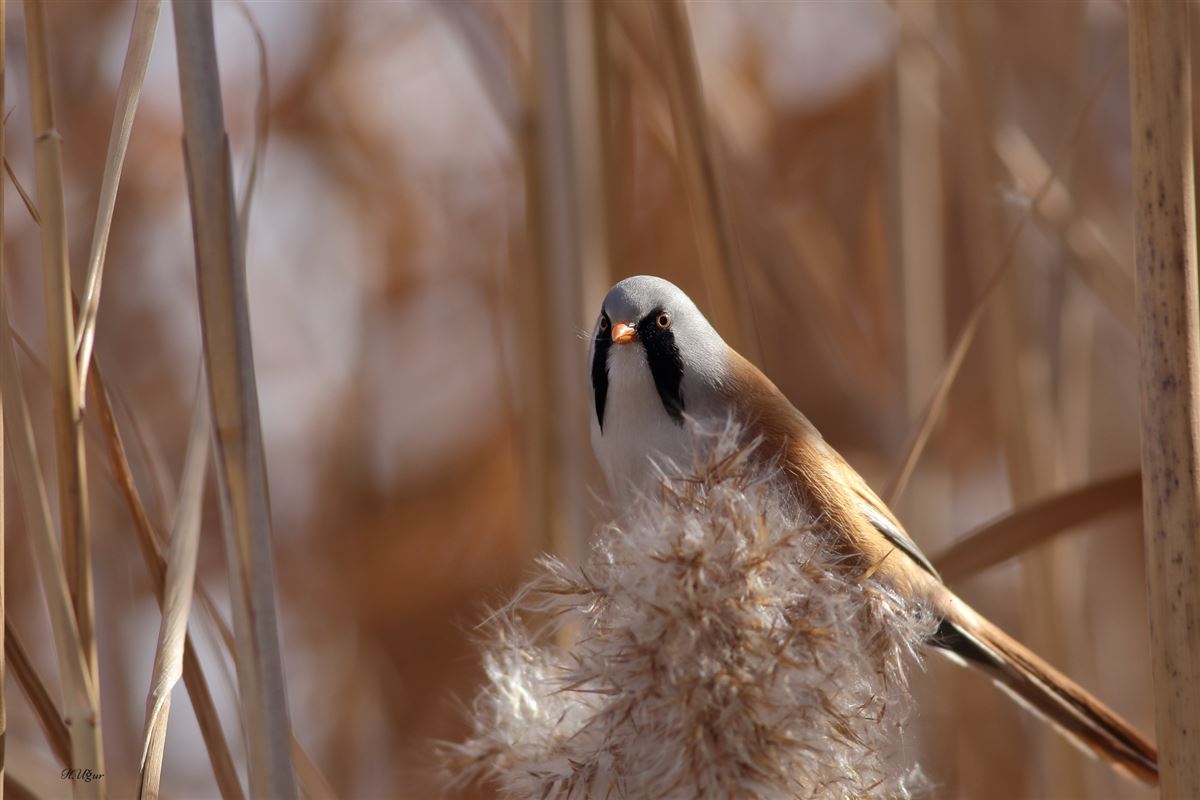 Bearded Reedling