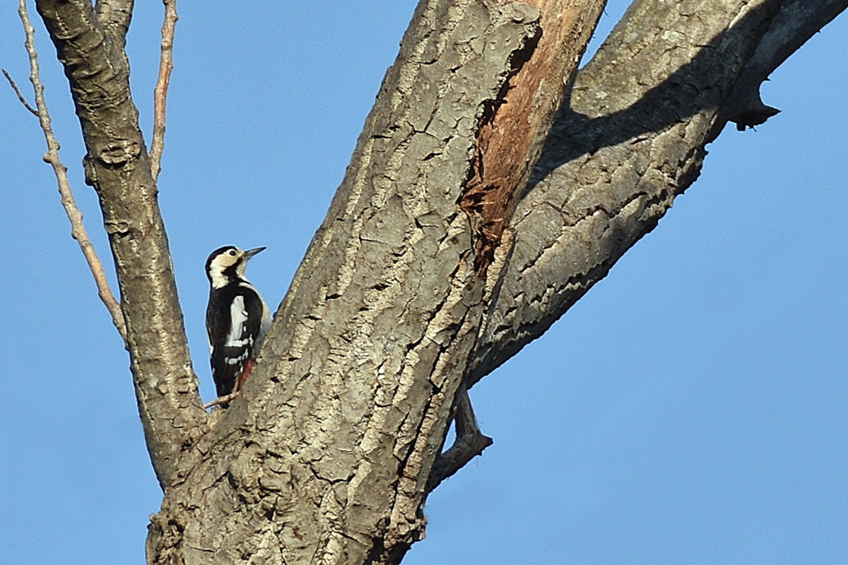 Syrian Woodpecker
