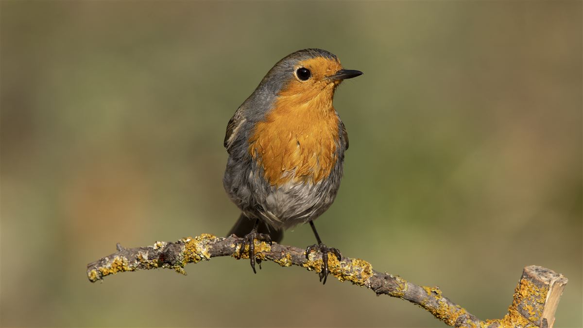 European Robin