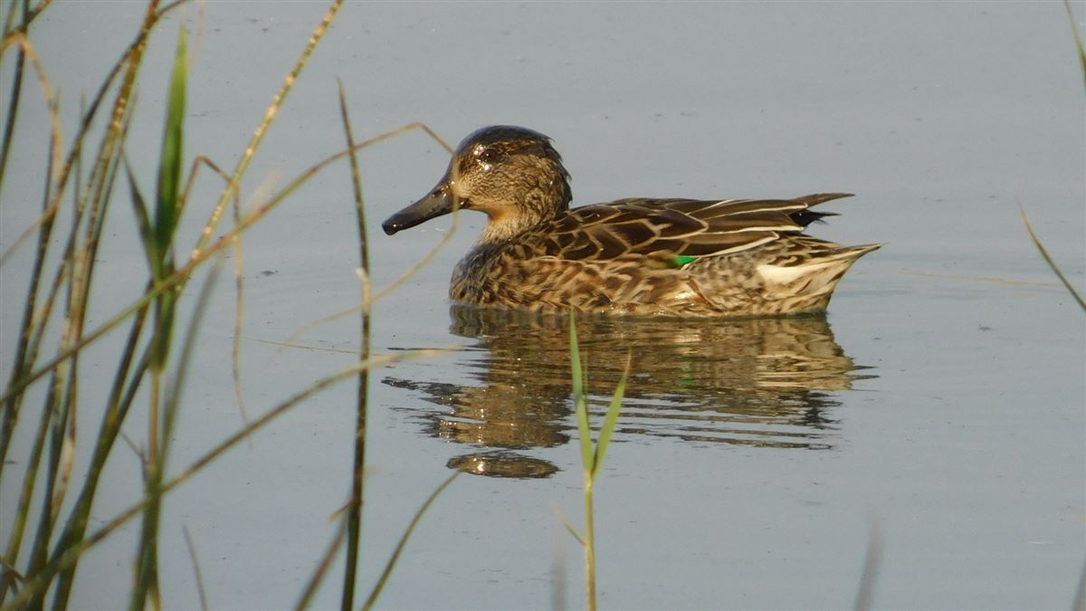 Eurasian Teal