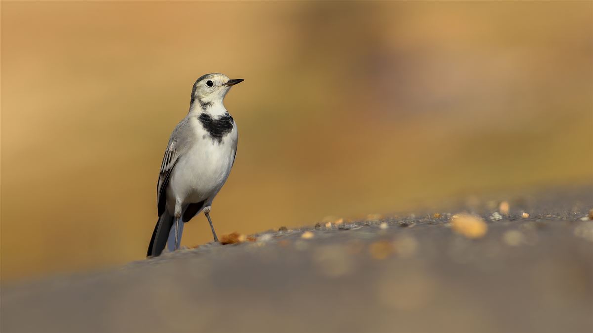 White Wagtail