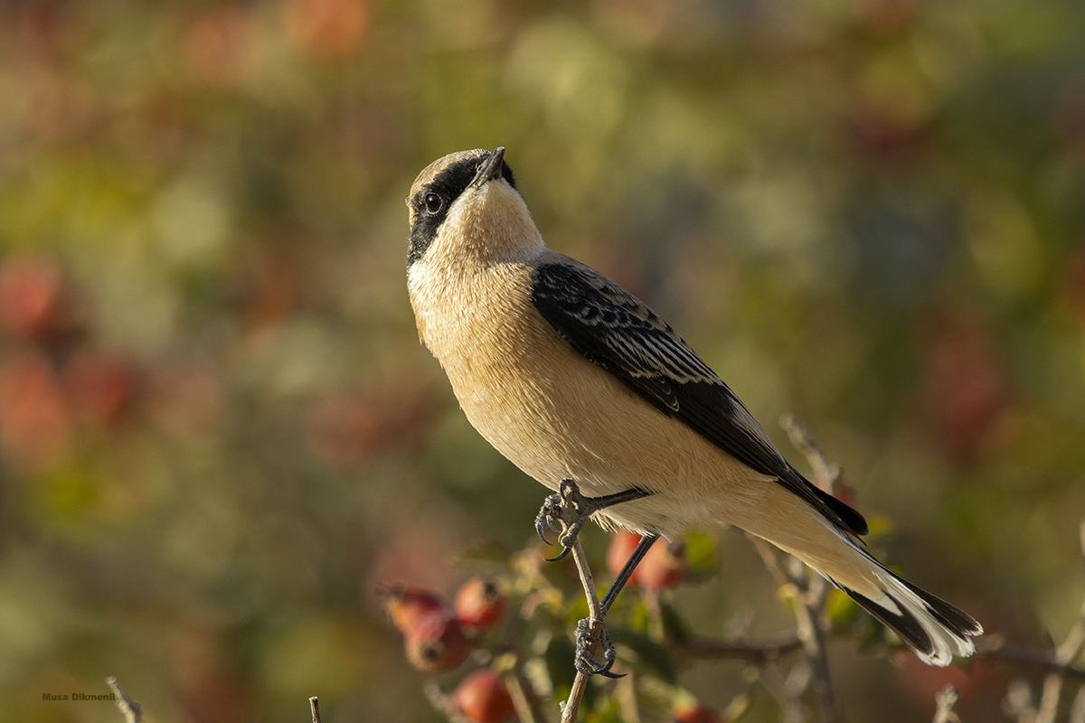 Black-eared Wheatear