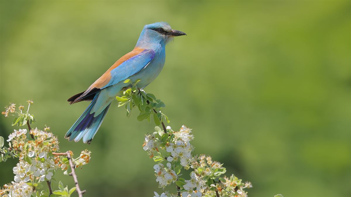 European Roller