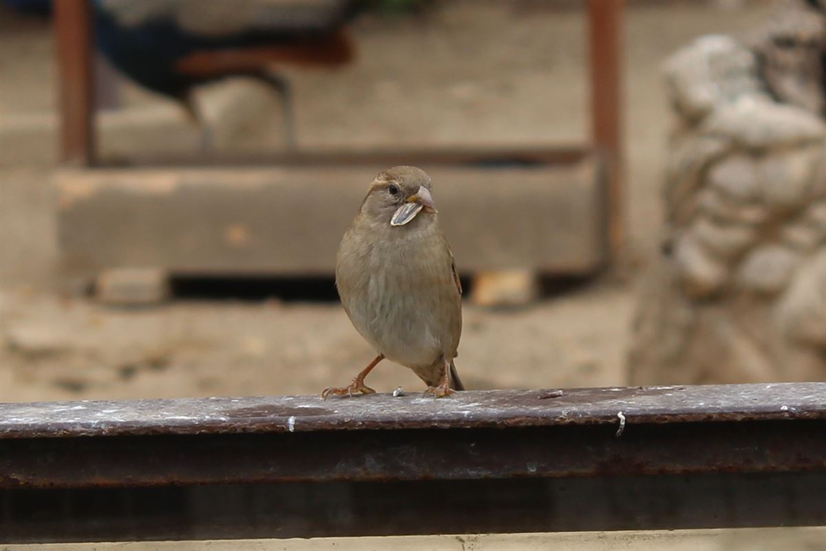 House Sparrow