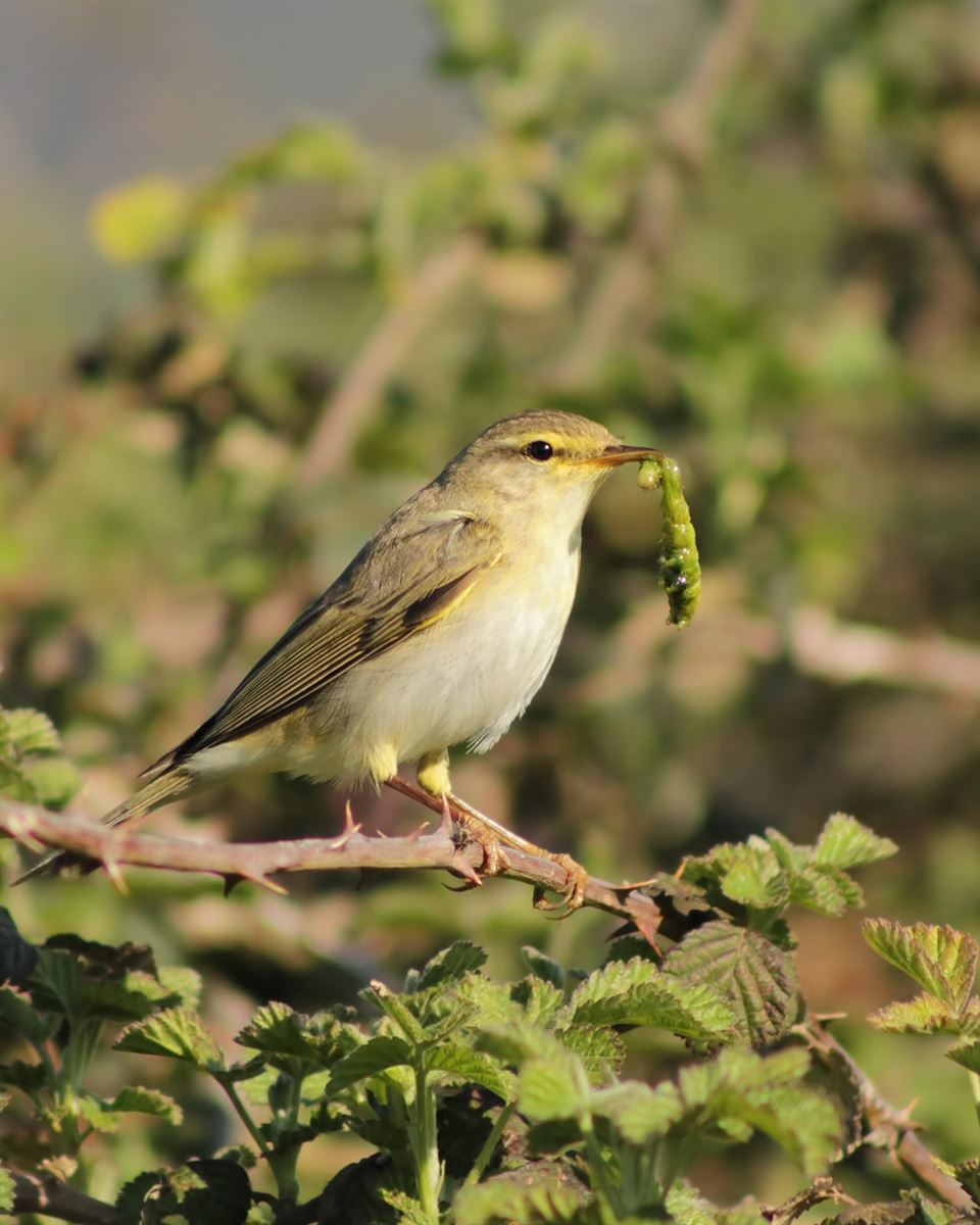 Willow Warbler