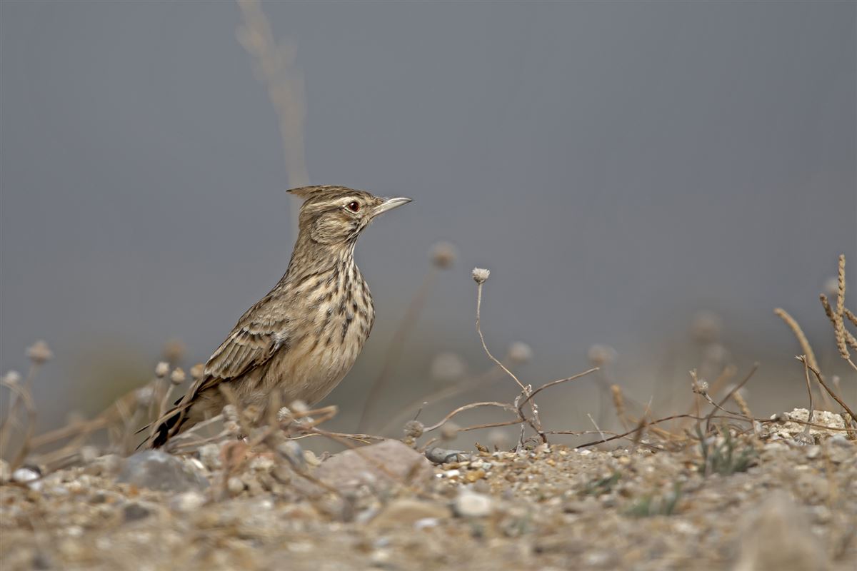 Crested Lark