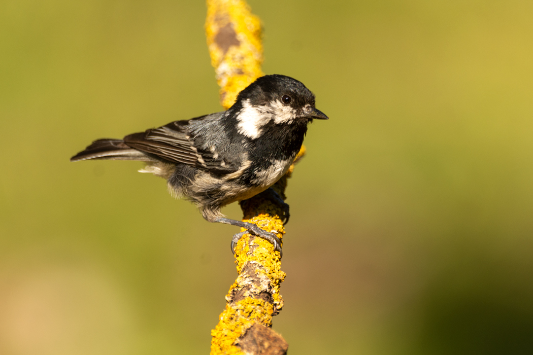 Coal Tit