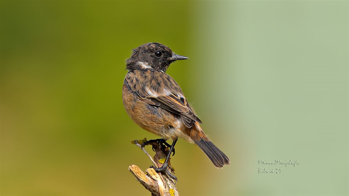 European Stonechat