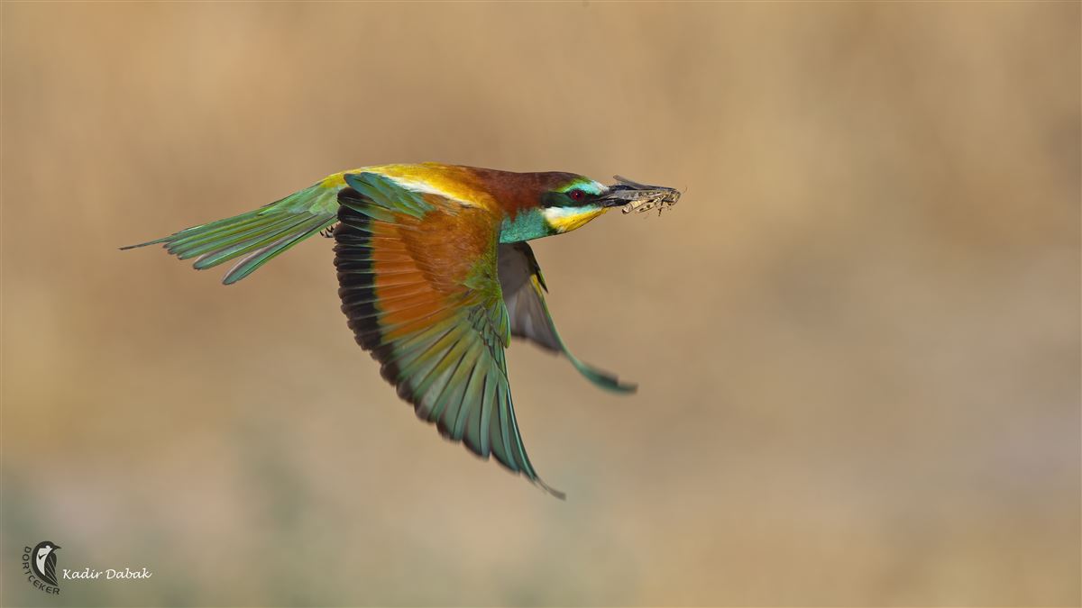 European Bee-eater