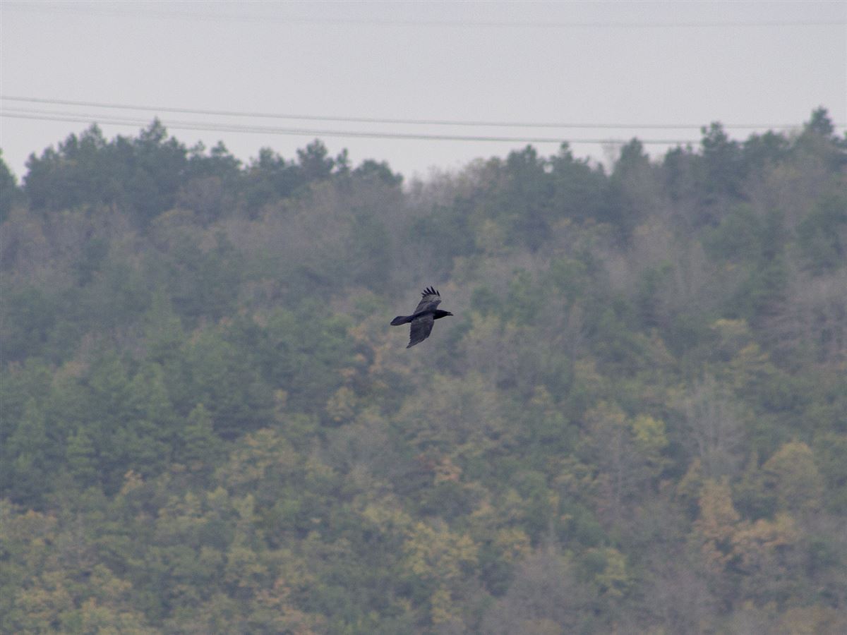Northern Raven
